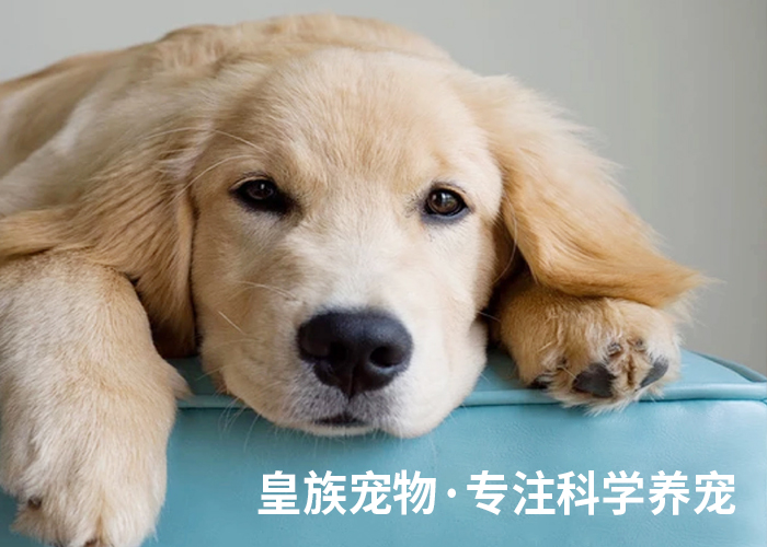 关于皇族