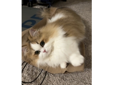猫咪黑下巴怎么根治？反复复发原因