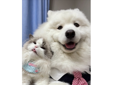 化毛膏、猫草、化毛片到底该选哪个