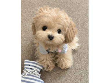 小型犬容易骨折？日常防护要点