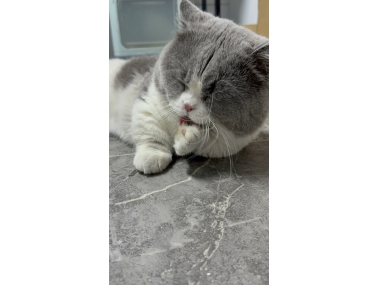 学生党养猫，试试这款吡虫啉莫昔克丁滴剂效果与性价比兼得          