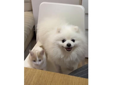幼犬关节发育关键期，皇族宠物羊奶粉30天实测有效