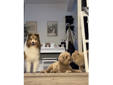 新手养猫必读！鱼油精选秘鲁渔场+牛磺酸，告别干枯炸毛